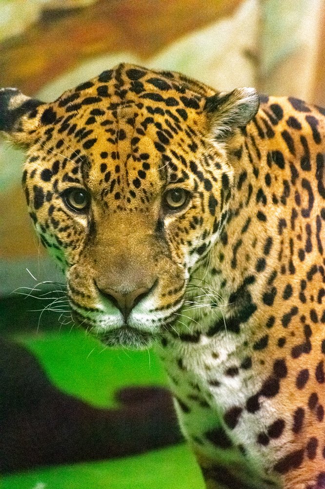 Photograph by Юлия Боровкова