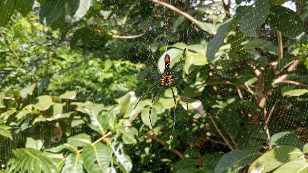 Waiting for the opportunity