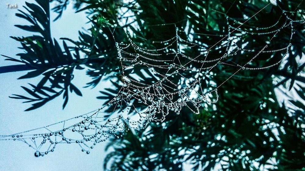 Web