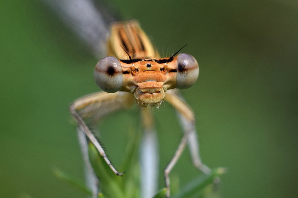 Опасное приближение