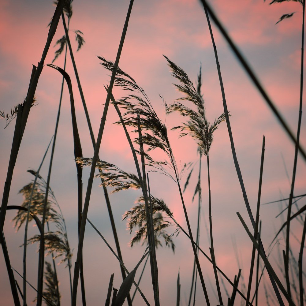 Утро в камышах