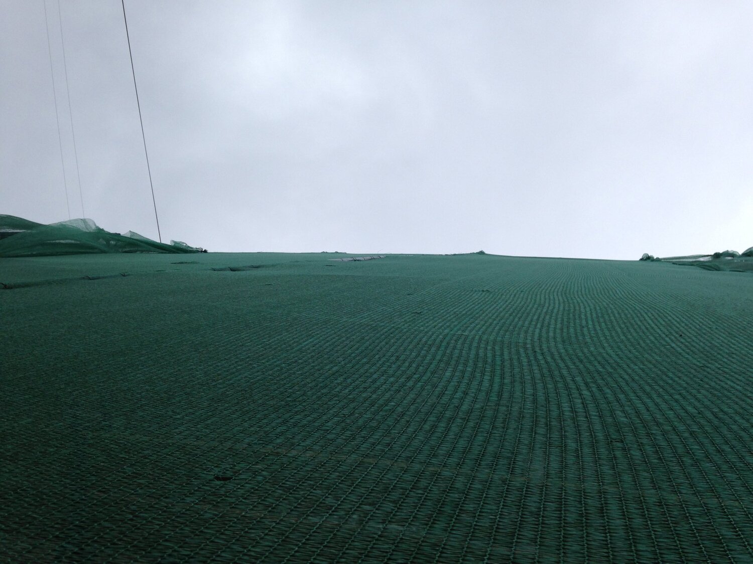 Photo #4186006