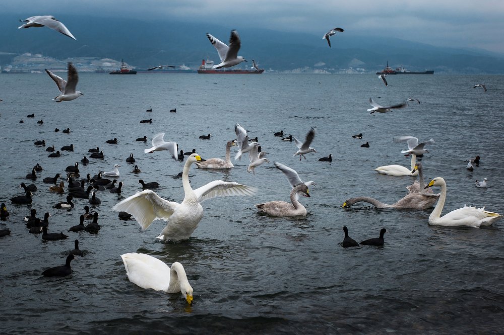 Photograph by Людмила Щербак (Притуляк)