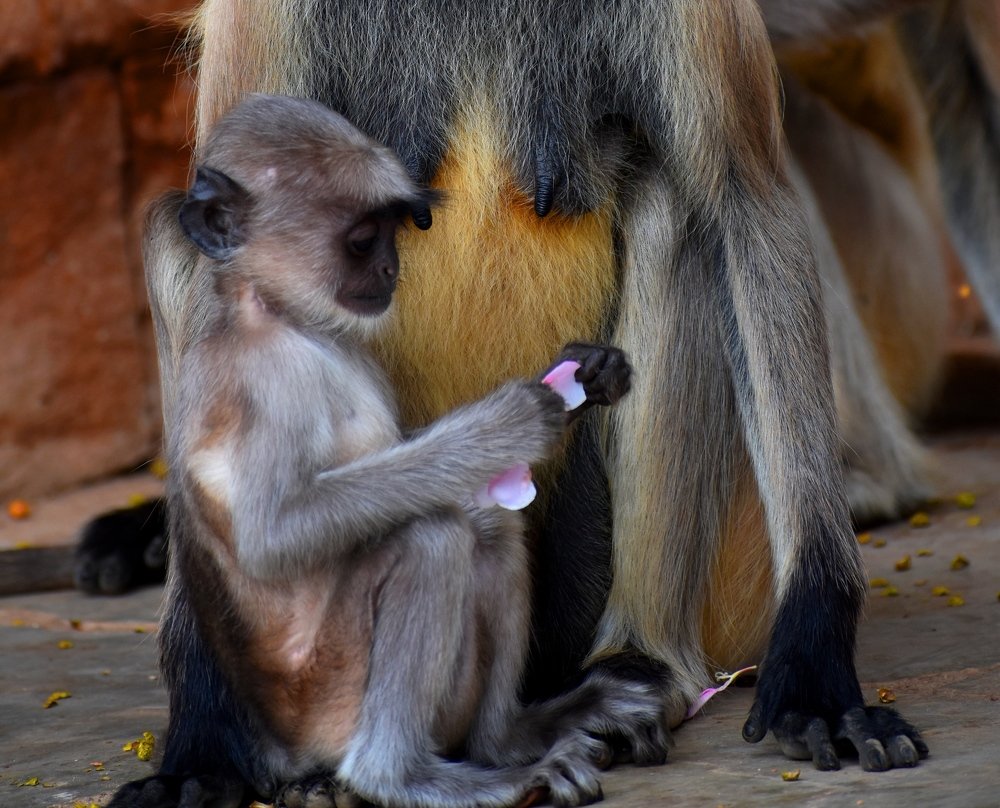 Photograph by Subrata Das