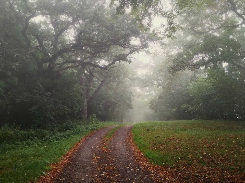 Там, где гуляют белые лани.