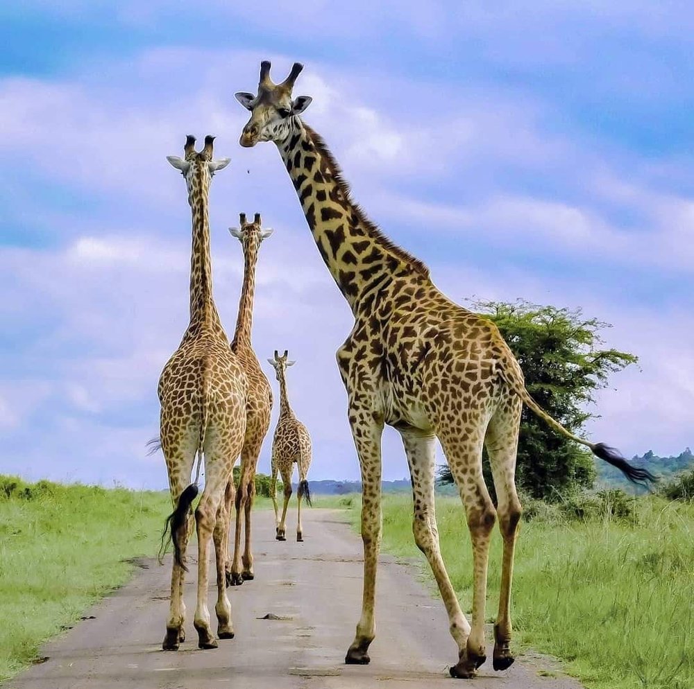 Hitesh kalyan kerai wildlife photography