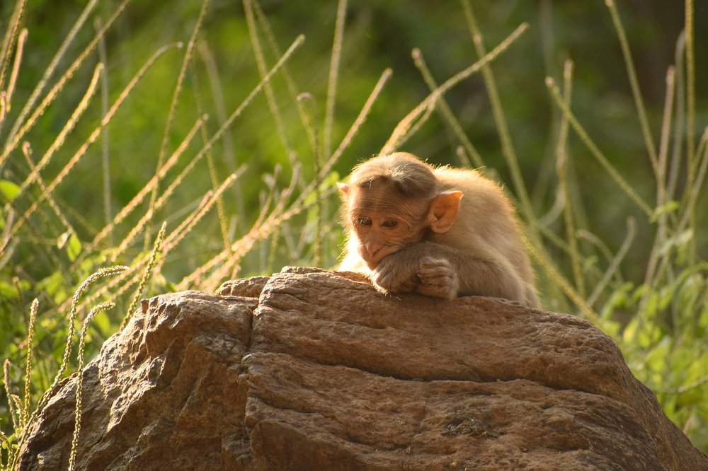 Photograph by santhosh kumar