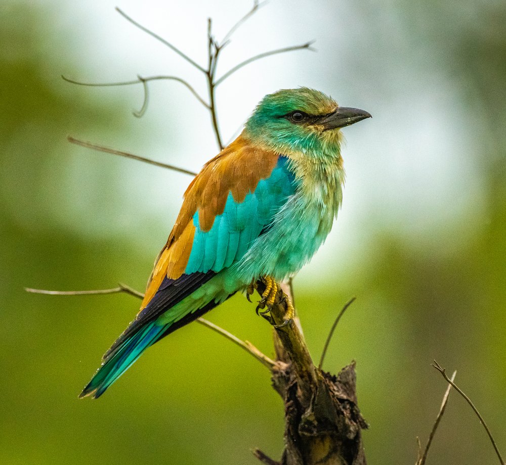 Photograph by Scott Muir