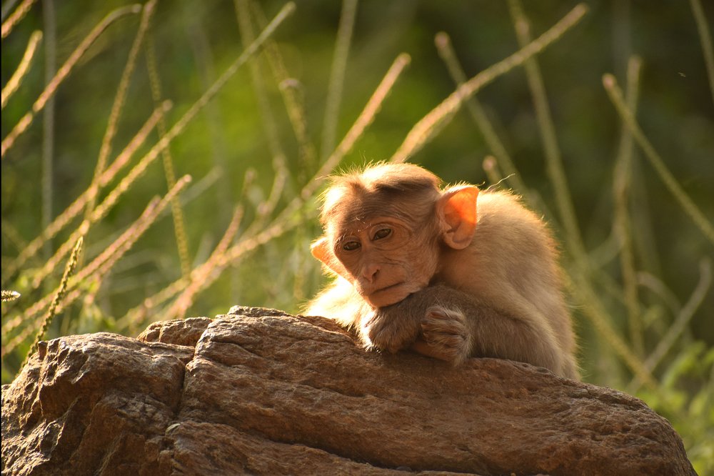 Photograph by santhosh kumar