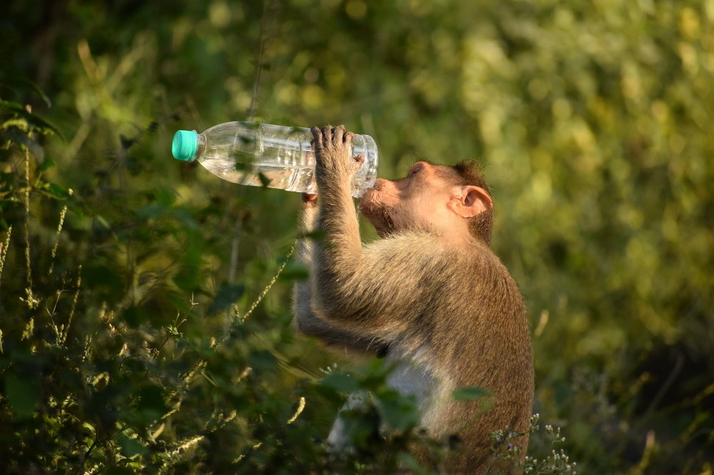 Photograph by santhosh kumar