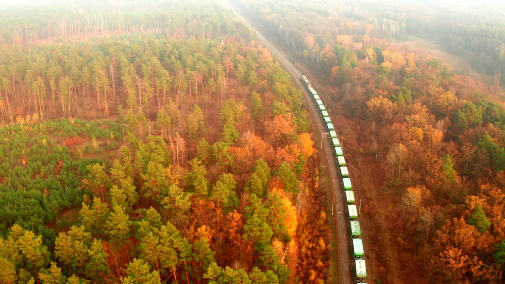 Сквозь осенний лес