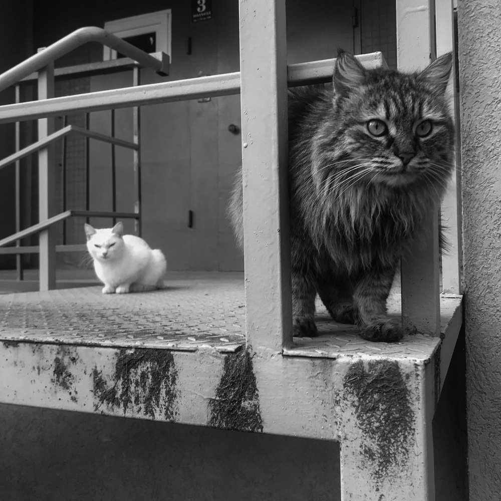 Photograph by Ангелина Журавлева