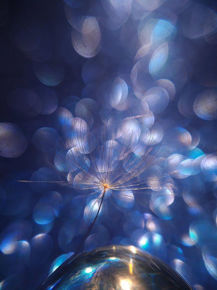 Cosmic blue dandelion