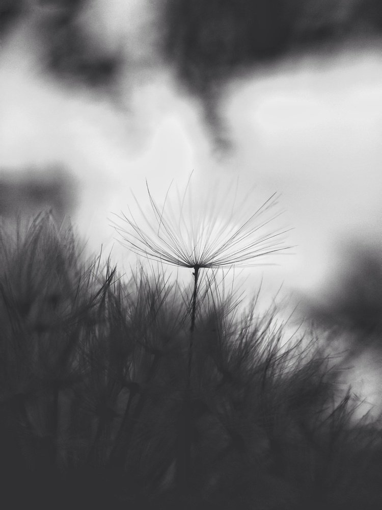 Dandelion bnw