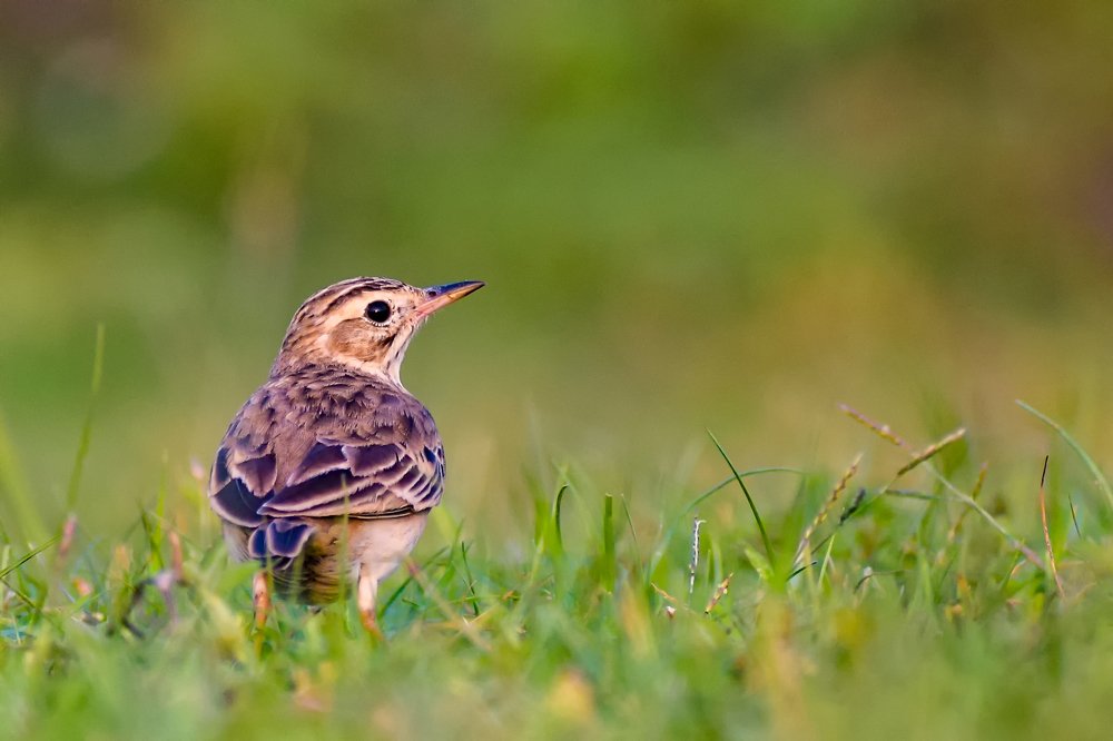Photograph by santhosh kumar