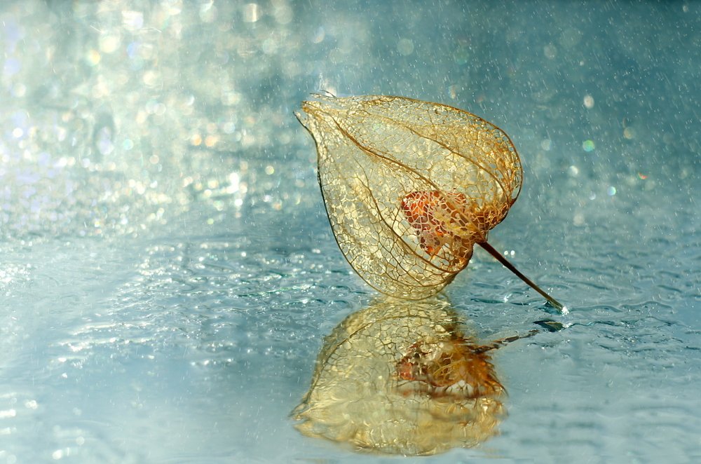 Photograph by Шруб (Беляева) Татьяна