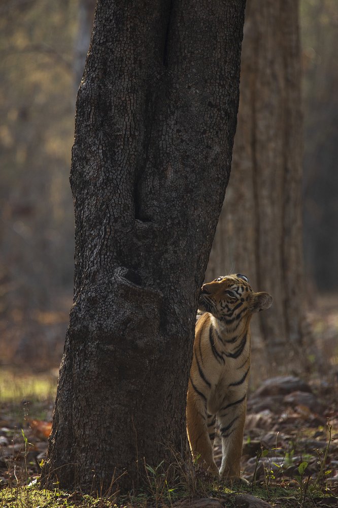 Photograph by Ambica Pramod