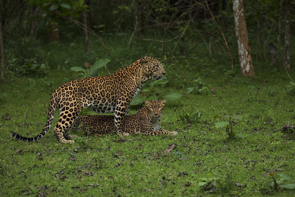 Photograph by Ambica Pramod