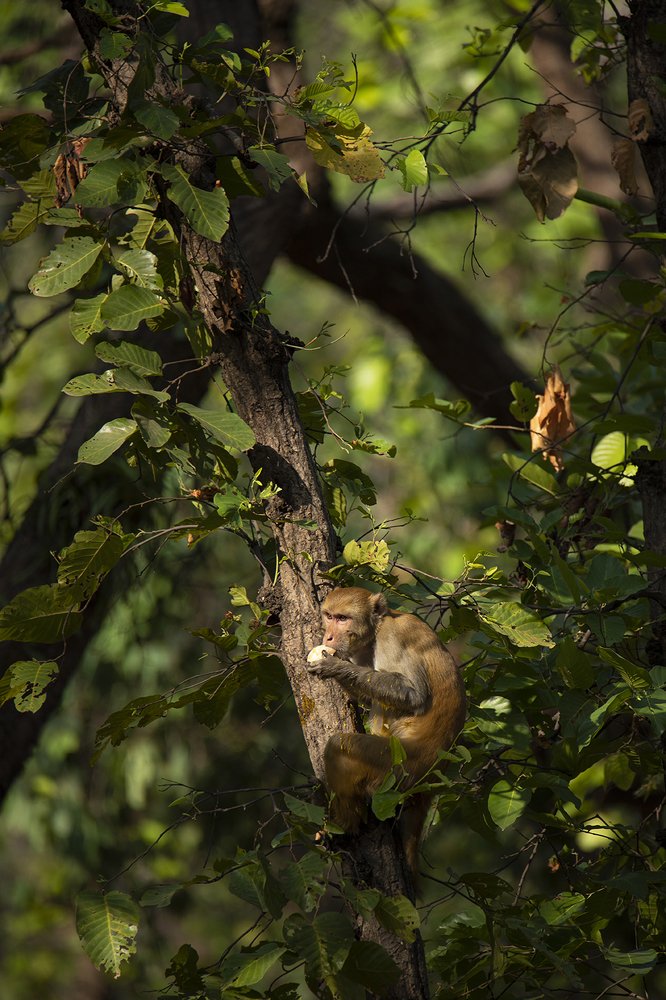 Photograph by Ambica Pramod
