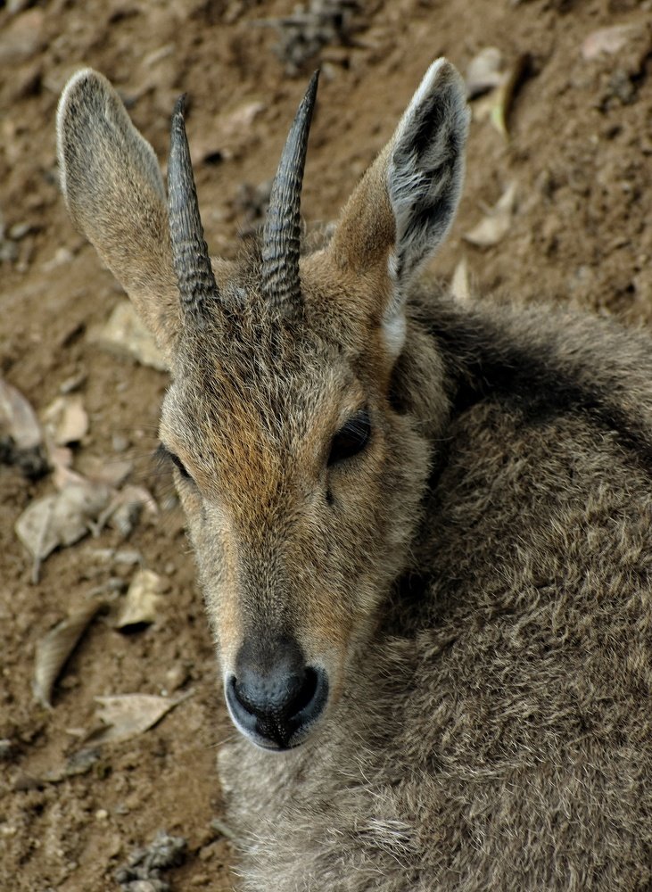 Photograph by Hriten Bhoumik