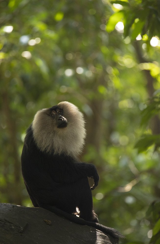 Photograph by Ambica Pramod