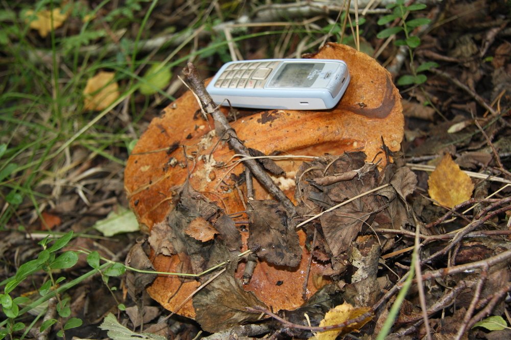 Photograph by Olga  Bulanova