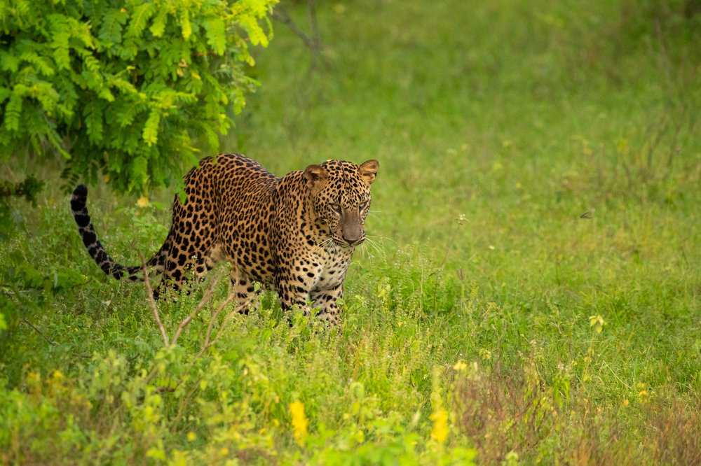 Фотография автора Thivanka Ilanperuma