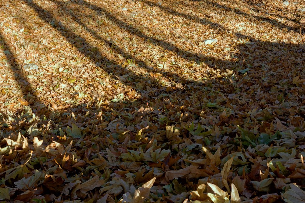 Photograph by mohamadreza shakibaei