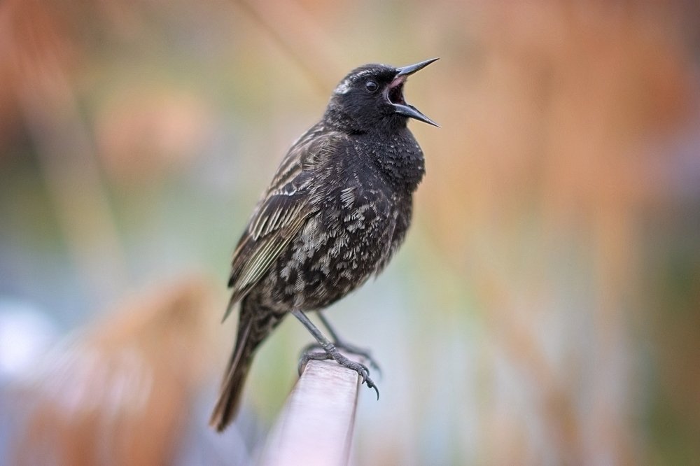 Photograph by Andres Saavedra Castillo