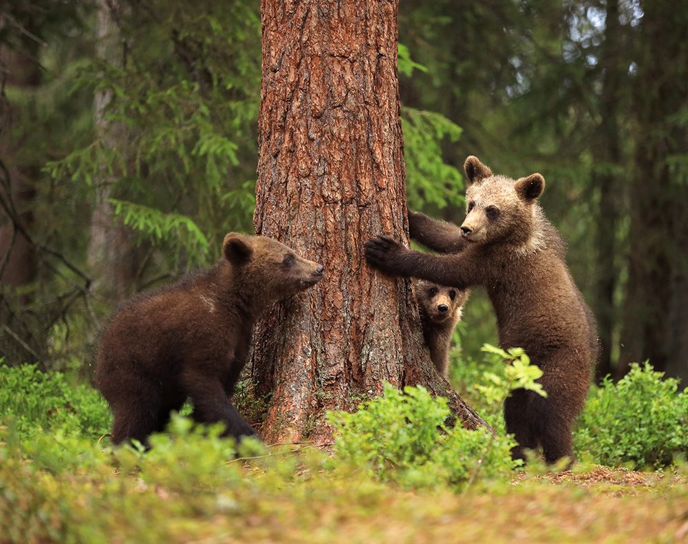 Таёжные встречи