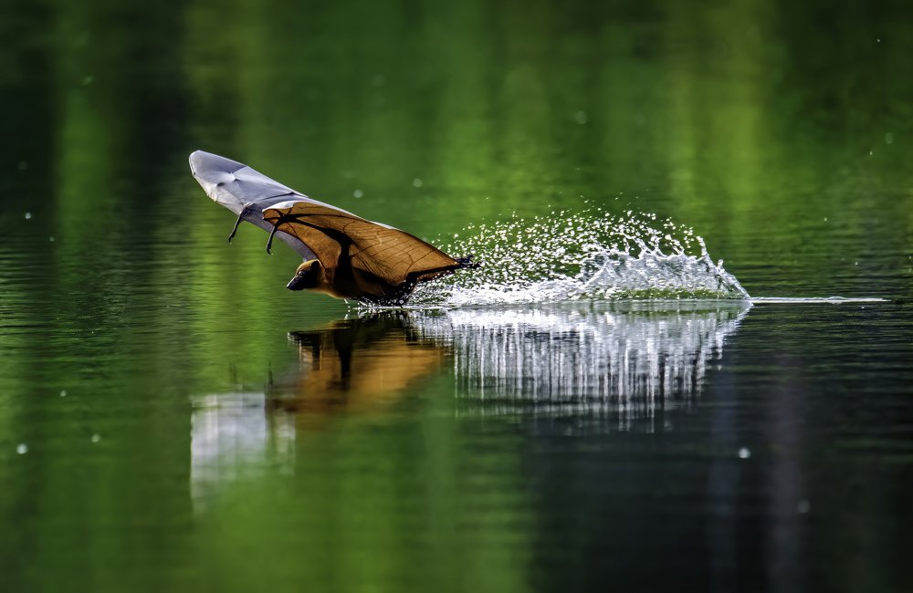Indian Flying Fox and his reflection..