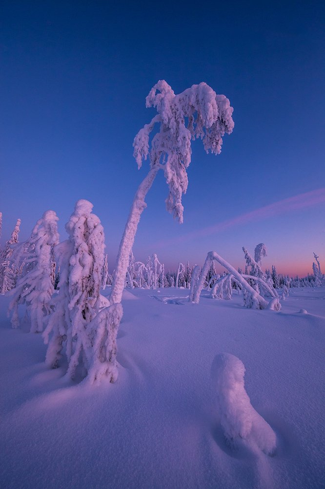 Поклон морозному дню