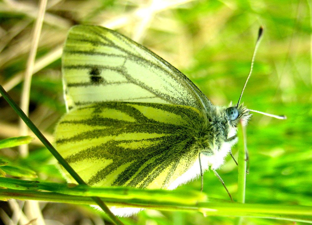 Photograph by Ирина Чечкина