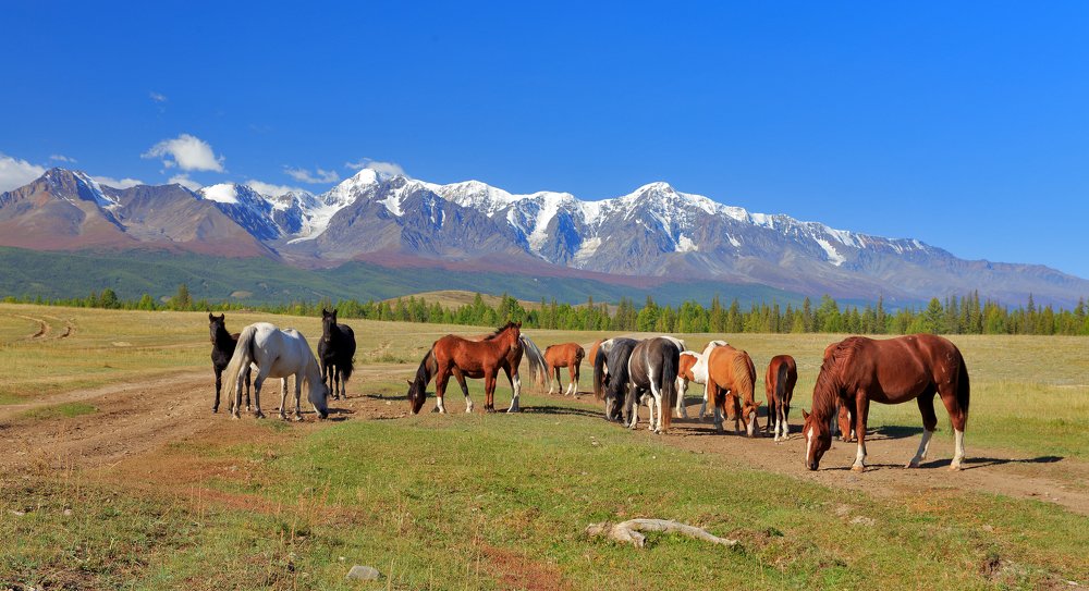 Чуйская степь.