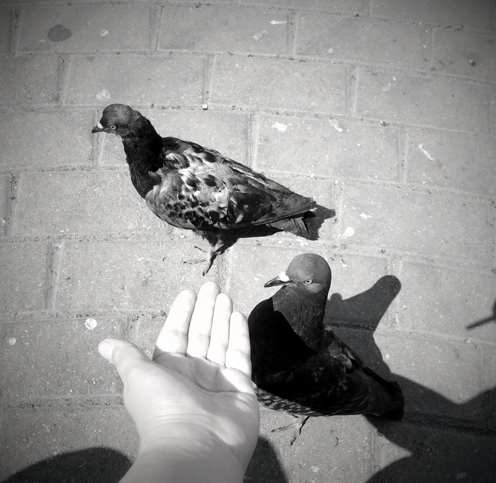 Славные друзья...