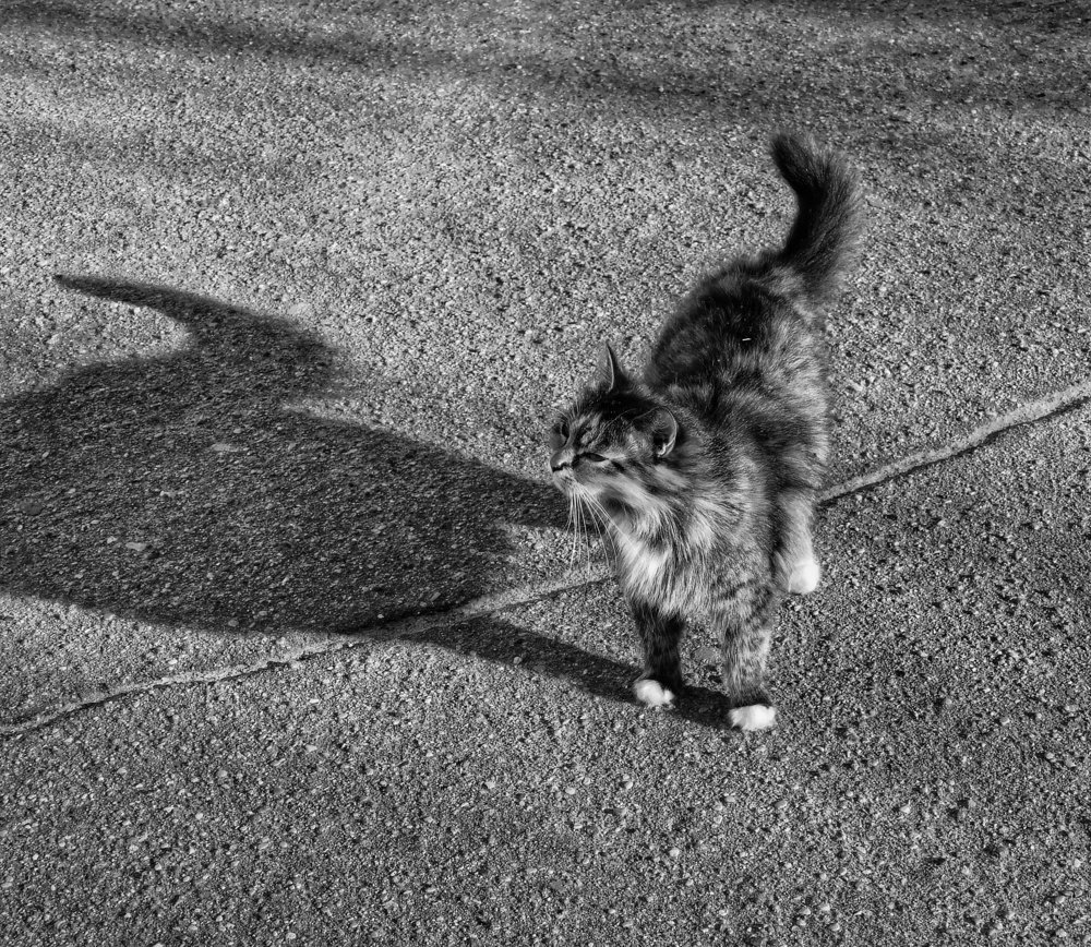 Лёгкой походкой кот шагал по проспекту...