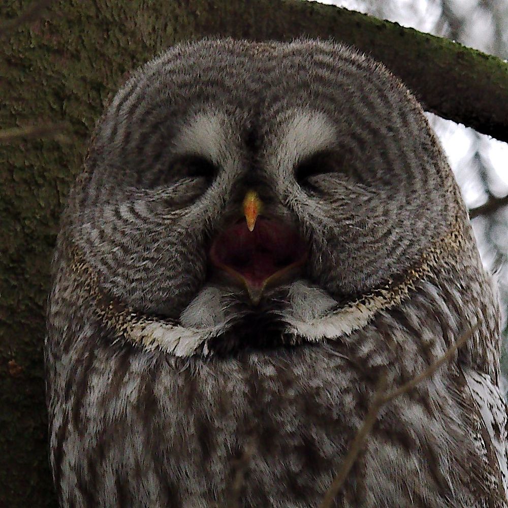 Great gray owl (Strix nebulosa)