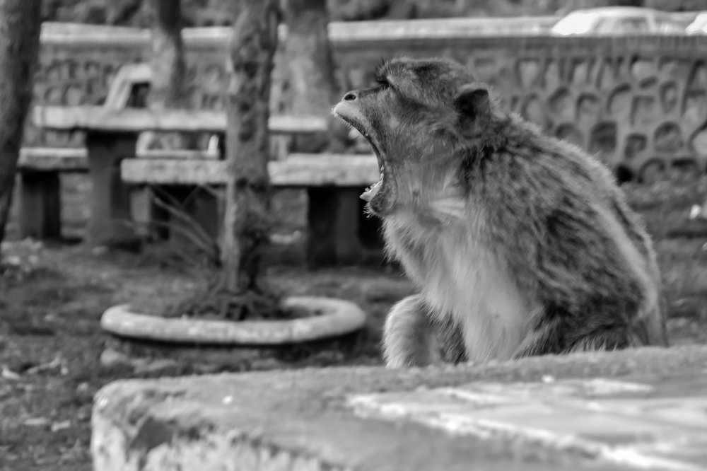 Photograph by Kacem Daddi Bouhoun