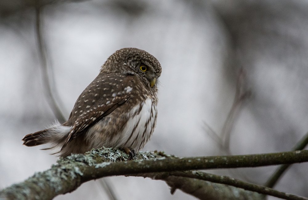 Фотография автора Татьяна Ливеровская