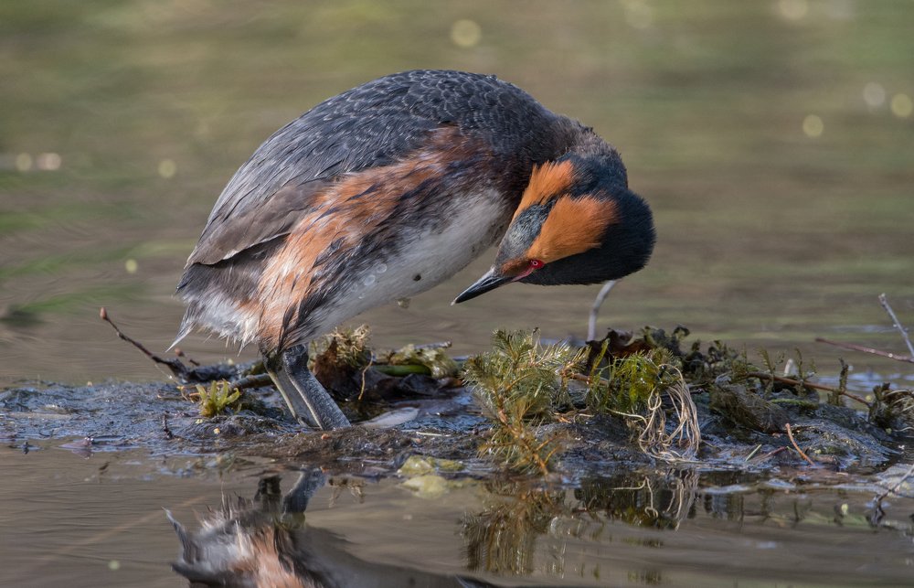Фотография автора Татьяна Ливеровская