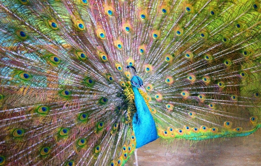 Photograph by Алина Доронина