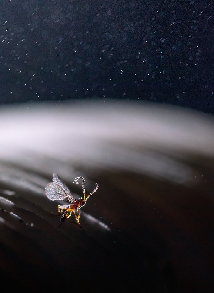 Терминатор