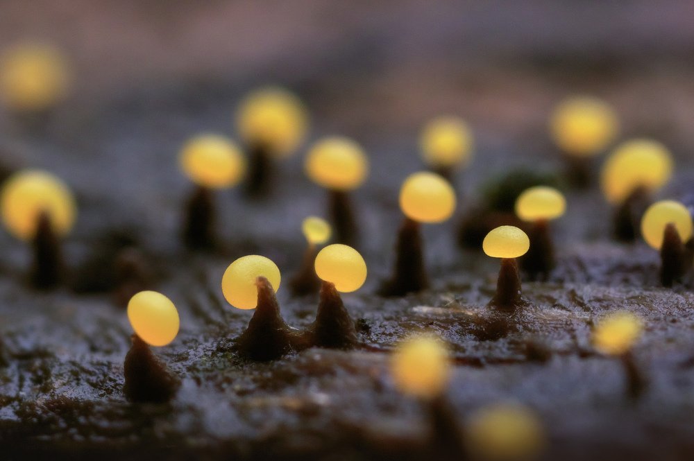 Желтые фонарики