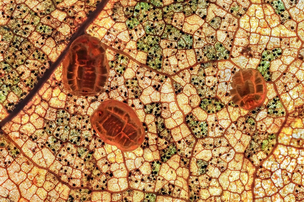 Осенняя мозаика