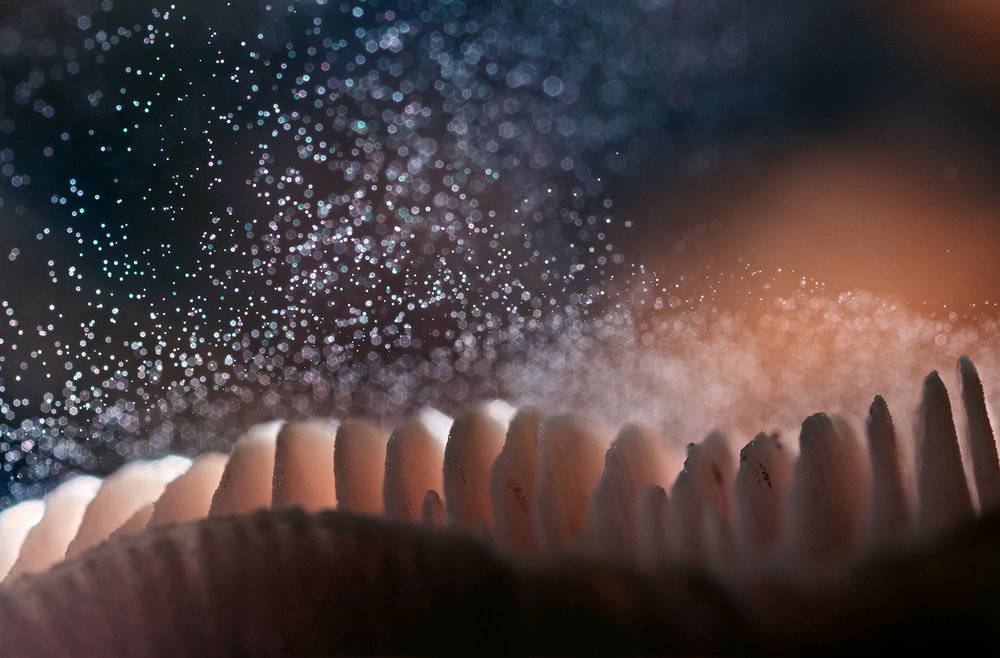 Звездная пыль