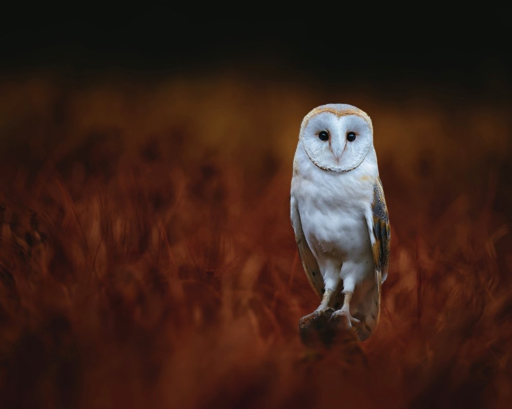 Barn owl in red grass