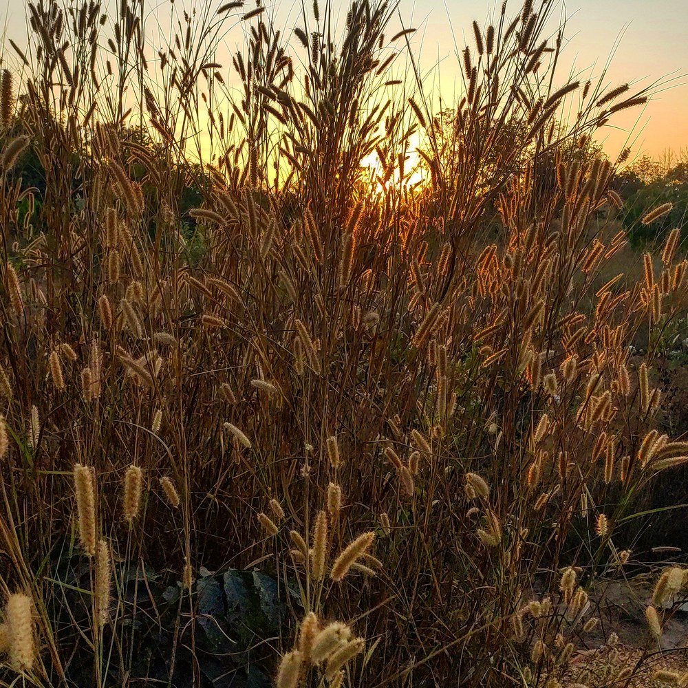 Photograph by Lin Thein Htay