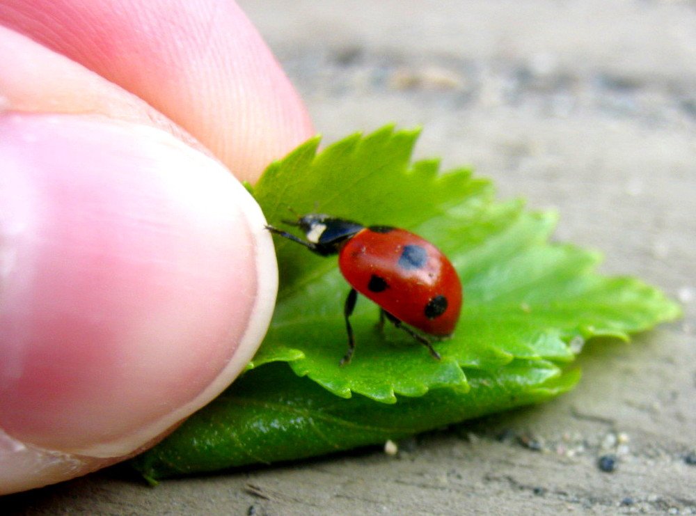 Photograph by Ирина Чечкина