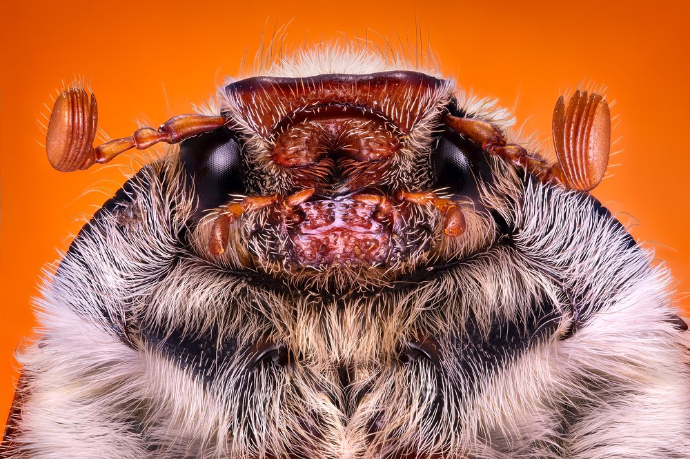 Portrait of Cockchafer