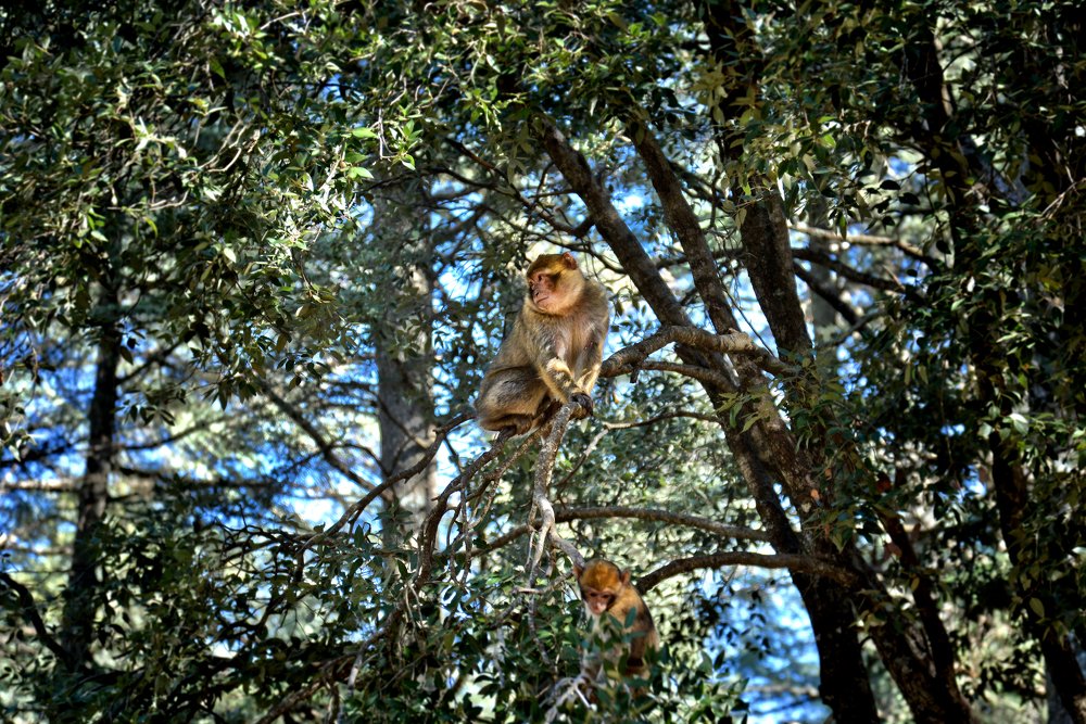 Photograph by moussa idrissi